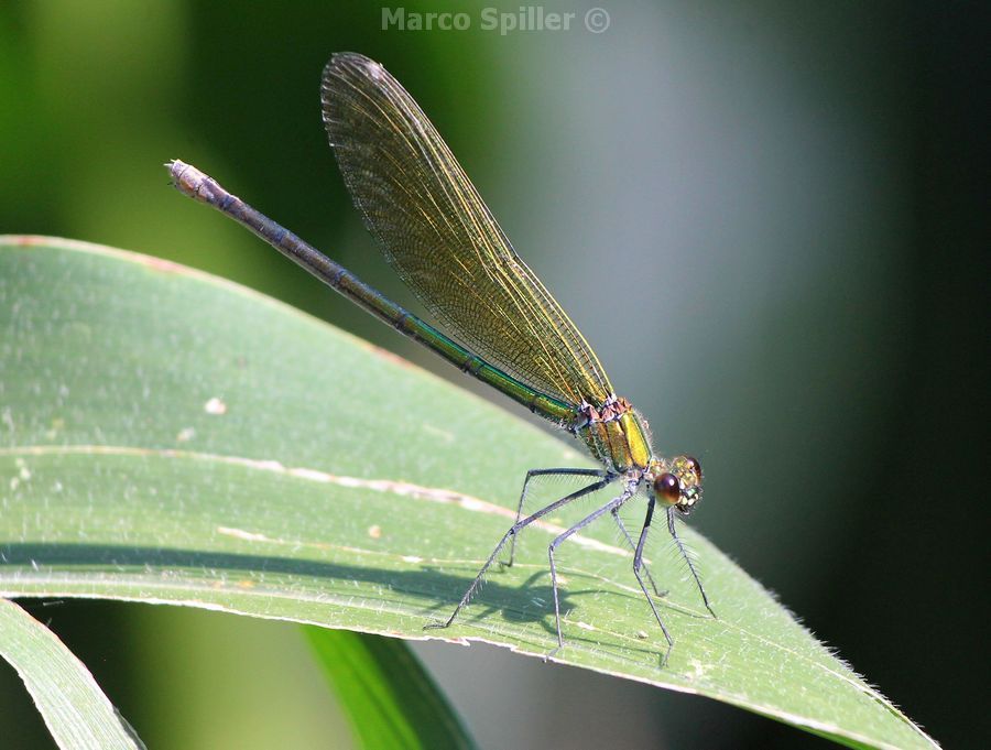 Calopteryx virgo ?